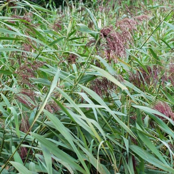 phragmites australis