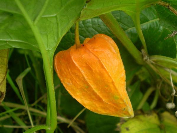 physalis franchetii zwerg