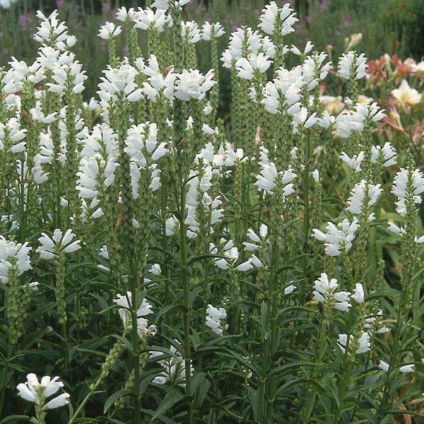 physostegia virginiana alba