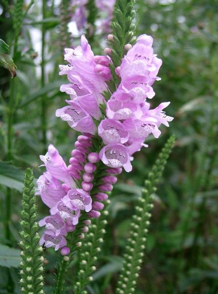 physostegia virginiana rosea