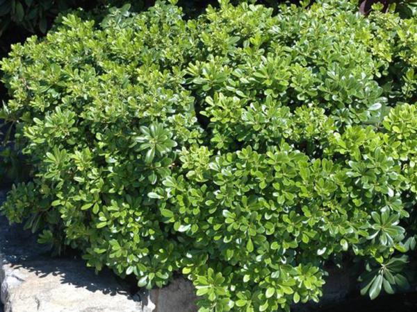 pittosporum tobira nanum