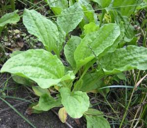 plantago major