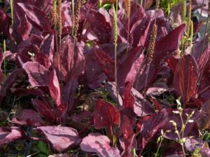 plantago major rubrifolia 