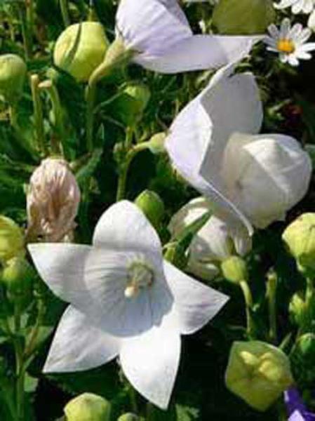platycodon grandiflorus albus