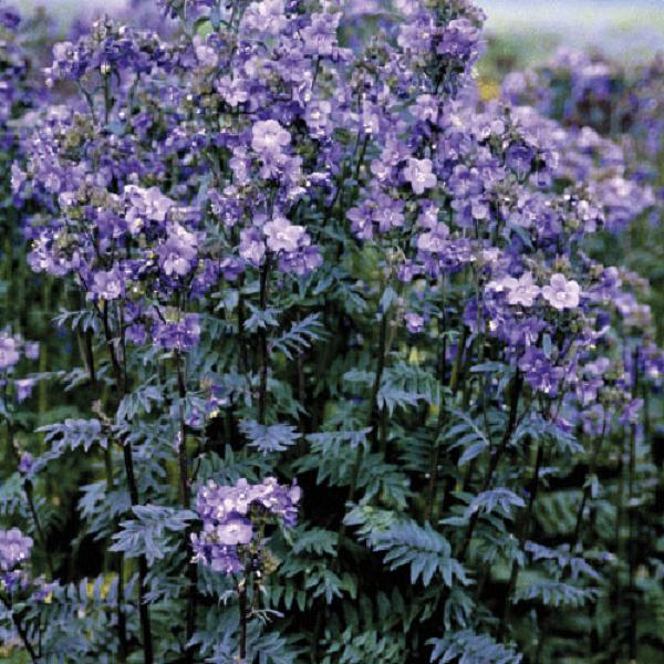 polemonium yezoense purple rain 