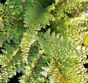 polystichum setif. herrenhausen 