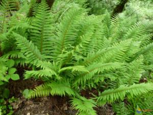 polystichum setiferum