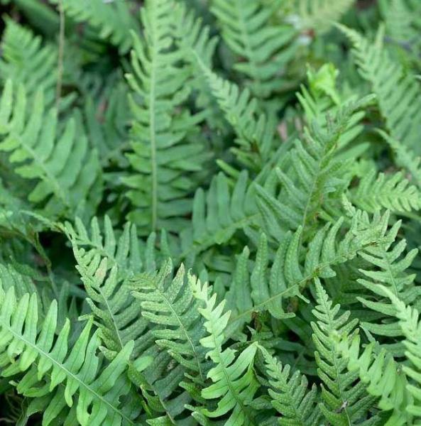 polypodium vulgare