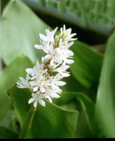 pontederia cordata alba