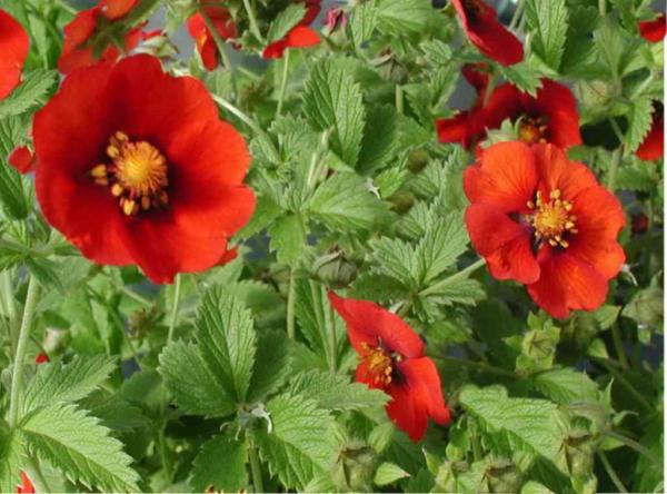 potentilla atrosanguinea