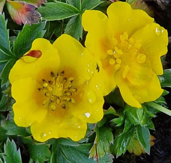 potentilla aurea