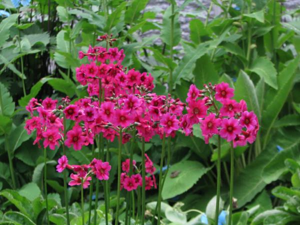 primula jap. miller's crimson