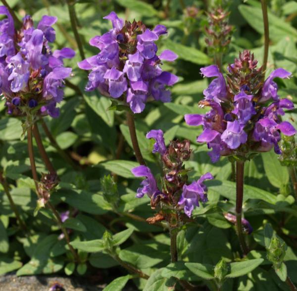 prunella grandiflora