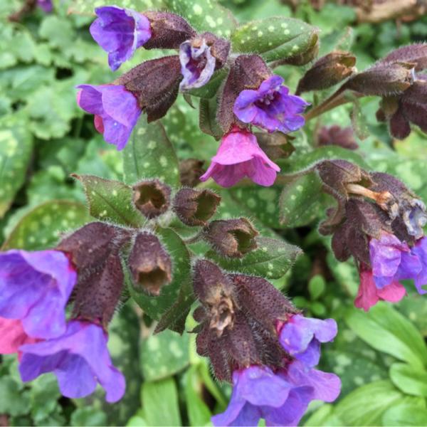 pulmonaria officinalis