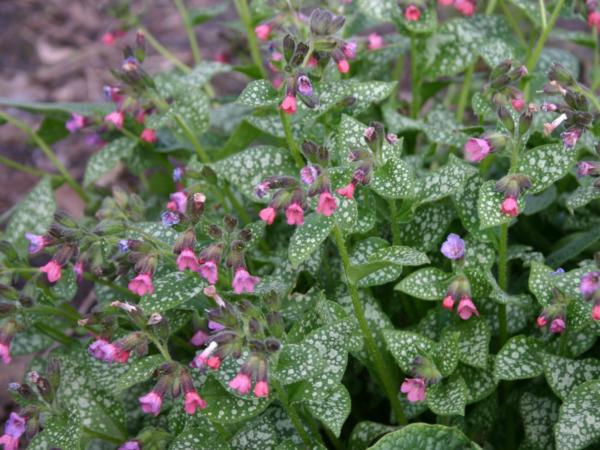 pulmonaria saccharata mrs. moon