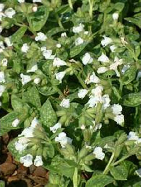 pulmonaria sissinghurst white 