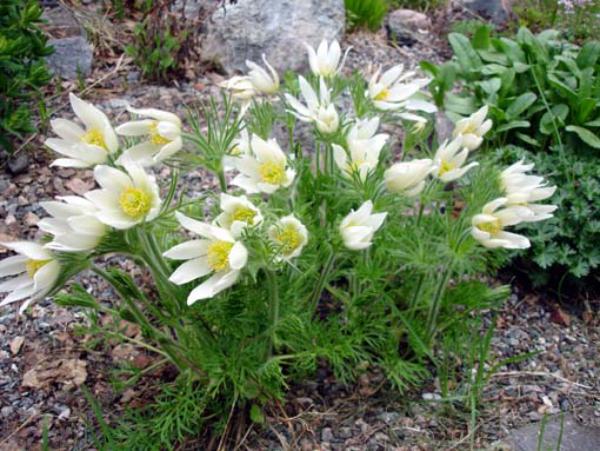 pulsatilla vulgaris alba