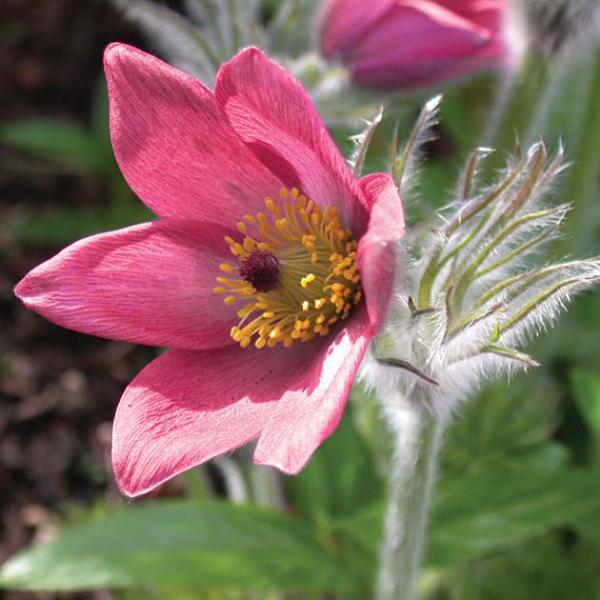 pulsatilla vulgaris pearl bells