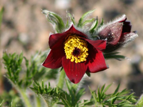 pulsatilla vulgaris rote glocke