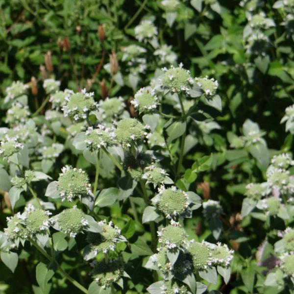 pycnanthemum pilosum