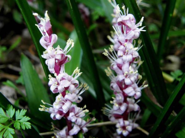 reinekia carnea