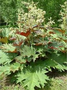 rheum palmatum var. tanguticum