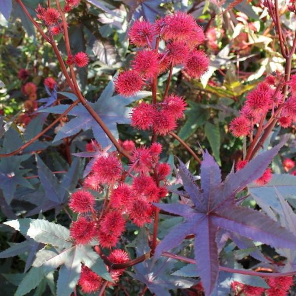 ricinus communis new zealand 