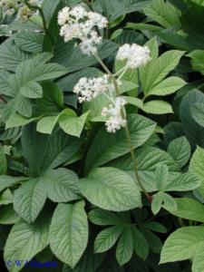 rodgersia aesculifolia