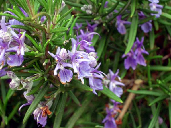 rosmarinus officinalis