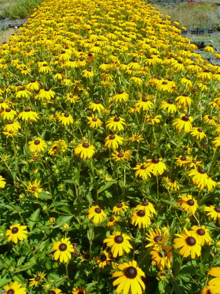 rudbeckia fulgida sul. goldsturm