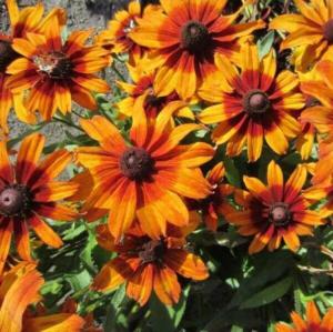 rudbeckia hirta autumn colors