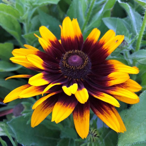 rudbeckia hirta denver daisy