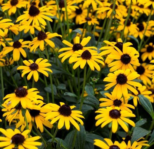 rudbeckia maxima