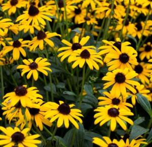 rudbeckia maxima