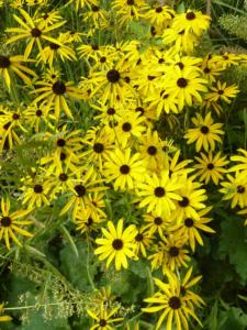 rudbeckia missouriensis