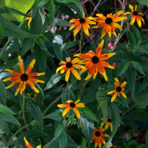 rudbeckia triloba prairie glow  