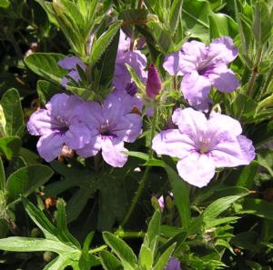 ruellia humilis