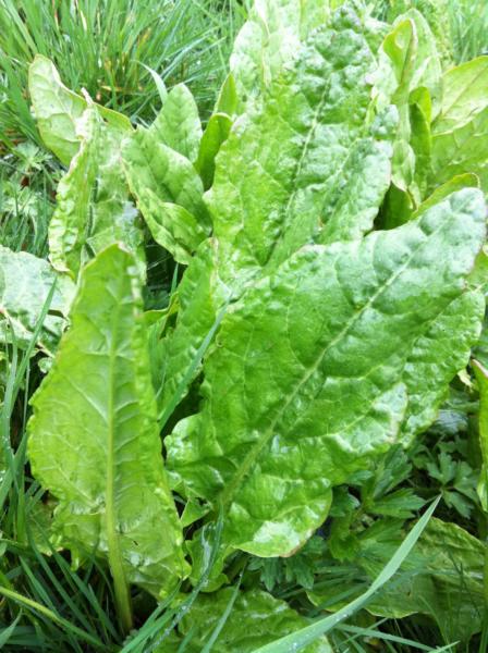 rumex acetosa 