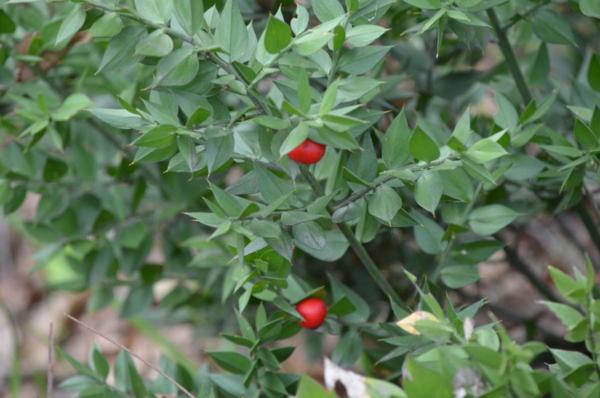 ruscus aculeatus