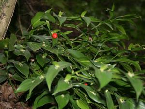 ruscus hypoglossum