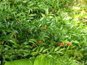 ruscus racemosus