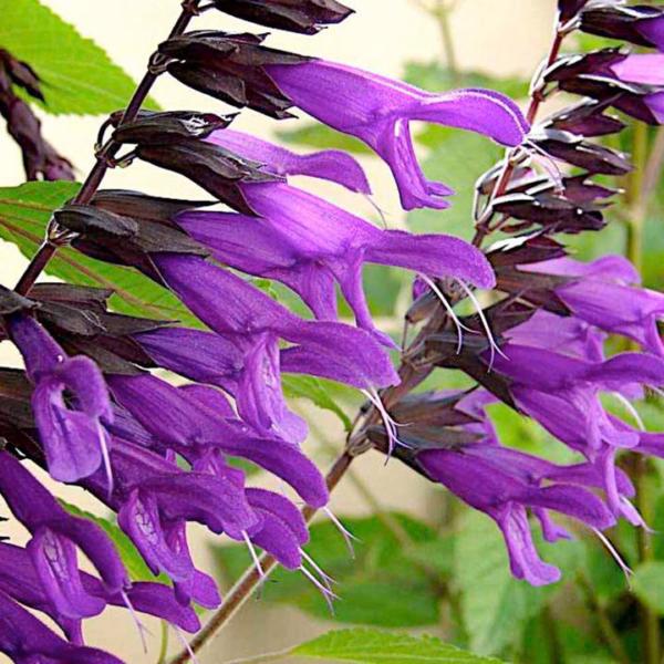 salvia amistad 