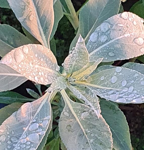 Salvia Apiana - Capecchi Vivai Piante Pistoia