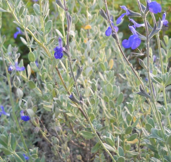 salvia chamaedryoides