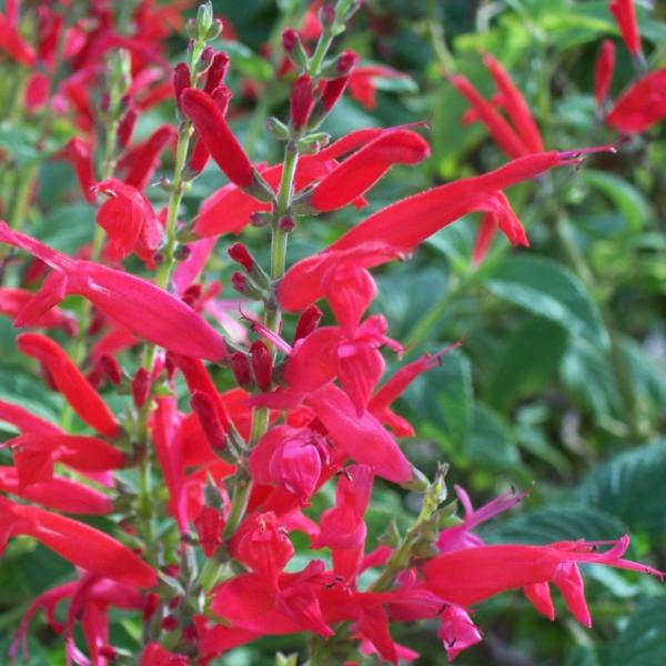 salvia elegans scarlet pineapple