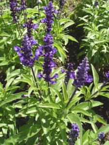 salvia farinacea victoria blue