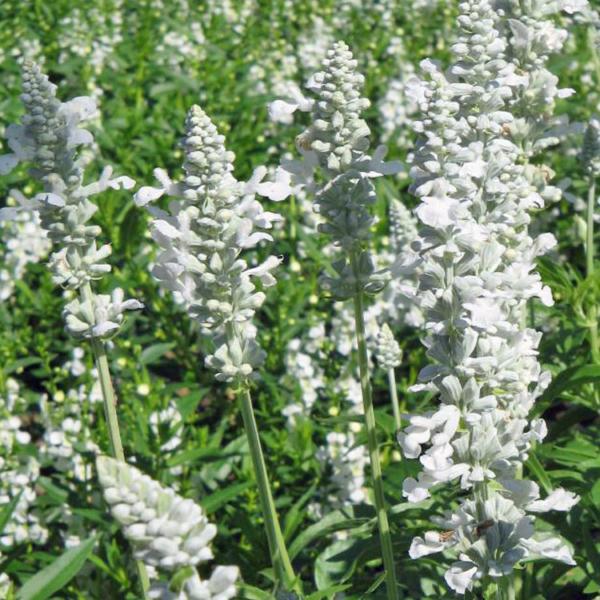 salvia farinacea victoria white