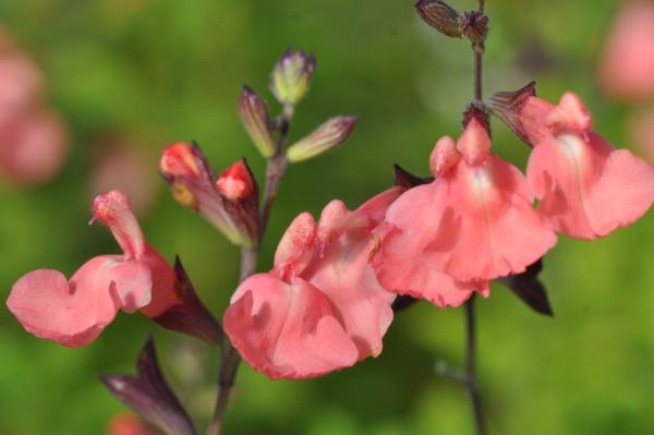 salvia greggii salmon dance