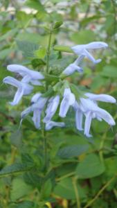 salvia guaranit. argentine skies