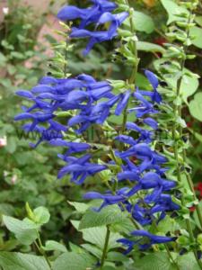 salvia guaranitica blue enigma